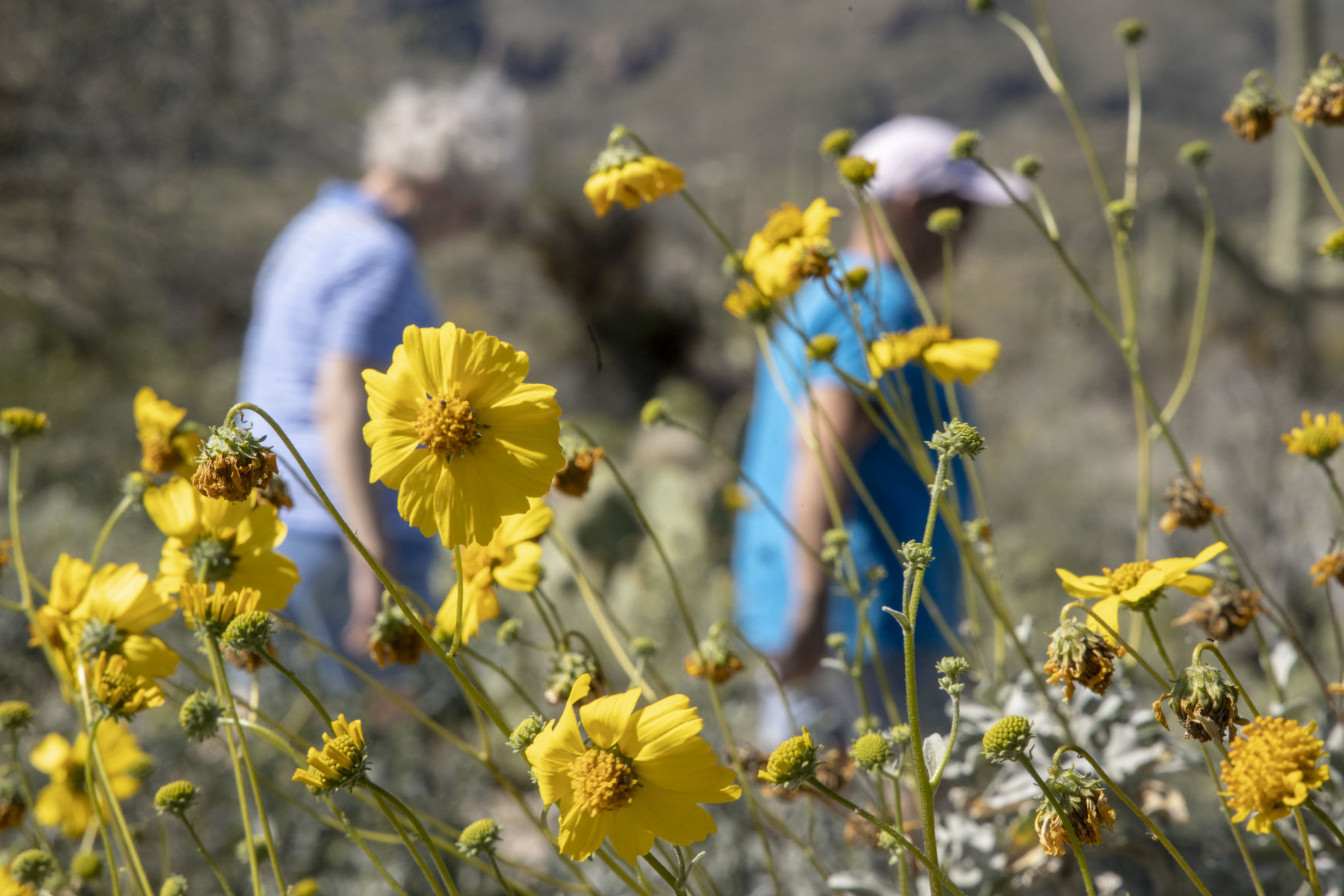 Sabino Canyon Recreation Area, Tucson